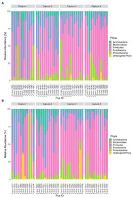 Gut microbiota of endangered Australian sea lion pups is unchanged by topical ivermectin treatment for endemic hookworm infection